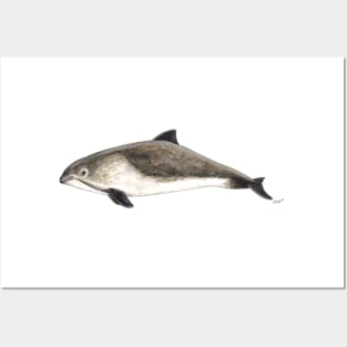 Harbour porpoise (Phocoena phocoena) Posters and Art